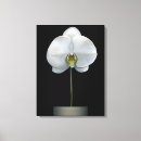 Buscar white orchid arte Nature