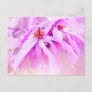 Buscar flores bonitas postales Rosa