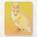 Buscar ducky electronica Lindo