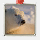 Buscar cabeza adornos 6 º pesadilla