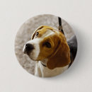 Buscar beagle accesorios Amantes