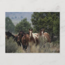 Buscar equestrian postales Foto