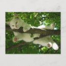 Buscar árbol del gato postales Animal