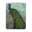 Buscar vida real imanes Pájaro