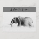 Buscar elephant postales Vida silvestre