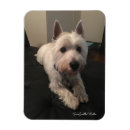 Buscar westie imanes Altiplano