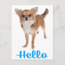 Buscar chihuahuas postales Cachorro