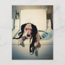 Buscar bizarre postales Animales domésticos