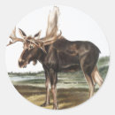 Buscar alces pegatinas Mamífero