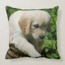 Buscar perrito del golden retriever cojines Perritos