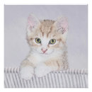 Buscar tabby decoracion Naranja tabby cat