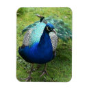 Buscar pavos reales imanes Azul