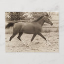 Buscar caballo árabe postales Arábigo