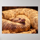 Buscar serpiente de cascabel posters Animal