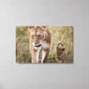 Buscar león africano lienzos Safari