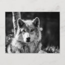 Buscar lobo blanco negro postales Naturaleza