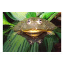 Buscar hábitat fotografía Fauna