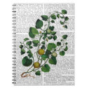 Buscar calabaza cuadernos Vid