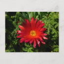 Buscar planta de hielo postales Flor