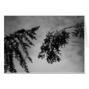 Buscar árbol de hoja perenne postales Árboles