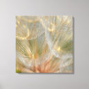 Buscar semilla lienzos Foto