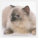 Buscar himalaya pegatinas Animal