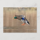 Buscar mallard duck postales Animal
