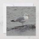 Buscar gaviota tarjetas General y unisex