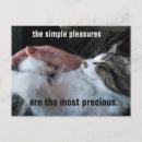 Buscar gatos adorables tarjetas Amigos