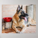 Buscar pastor aleman posters Animal