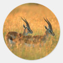 Buscar gazelle pegatinas Antílope