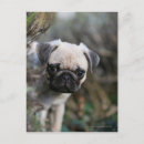Buscar carlino postales Cachorro