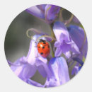 Buscar ladybug pegatinas Insecto