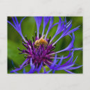 Buscar abejas de la miel postales General y unisex