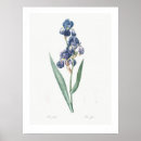 Buscar vintage botanical arte Flores