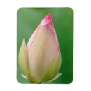 Buscar bulbo imanes Flor