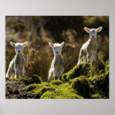 Buscar fauna nacional arte Horizontal