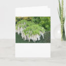 Buscar glicinias tarjetas Blanco