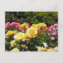 Buscar rosas amarillas postales Floral