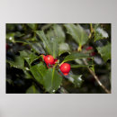 Buscar acebo posters Hojas