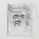 Buscar pisanello postales Dibujo