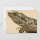 Buscar barba postales Lagarto