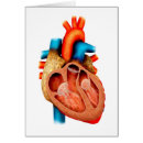 Buscar vena cava Rojo