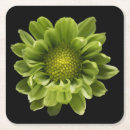 Buscar nature cristaleria bar Petal