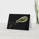 Buscar organismos tarjetas Ciencia