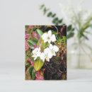 Buscar orquídea de polilla postales Flores