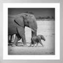 Buscar familia elefante posters Africano