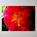 Buscar gardenias posters Flor