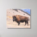 Buscar bisontes lienzos Búfalo
