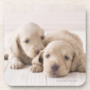 Buscar pelo animal posavasos Animales